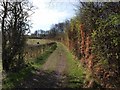 Path in Pollok Park