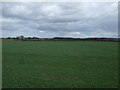 Crop field near Shenstone