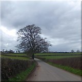 SO6729 : Lone tree on the road to Kempley by David Smith