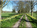 Daffodil lined path leading to St James, Bossington