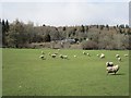 Sheep, Shielshaugh