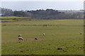 SK7606 : Sheep near Stone Lodge Farm by Mat Fascione