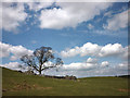 Tree and ruin at Castlehowe