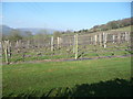 Vines at the Sugar Loaf Vineyard, Abergavenny