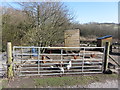 Chickens in Penderyn