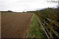 Hedge by the A43