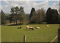 Jacob Sheep, Trenchard Farm