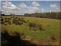 Field by Hayne Valley Plantation