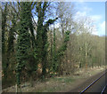Woodland beside the Derby to Sheffield railway