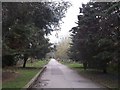 Path towards Fulham Cemetery