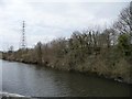 Trees along the Manchester Ship Canal