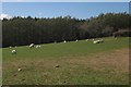 Sheep near Lower Upcott