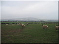 NZ7717 : Sheep  at  Borrowby  Grange by Martin Dawes