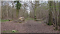 TL8126 : Cut logs in Broadfield Wood, Brookes Reserve by Roger Jones