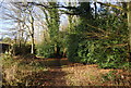 Footpath , Gosden Common