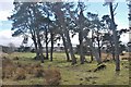 A stand of pines at Lednabirichen