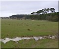 Pasture and woodland