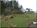 Copse on the edge of pasture