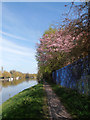 Thames Path nears Staines