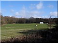 Cricket field and dog walker