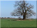 Oak at Sheldwich Lees