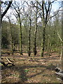 Trees growing up Jackdaw Hill just off Greensand Ridge Walk