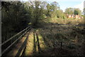 Boardwalk over the springs