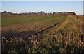 Field near Parkyns