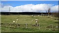 Ewes and lambs near Gunnocks