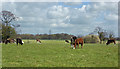 Cattle grazing at Warburton Park