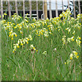 Cowslips in the grass, Marks Hall Estate