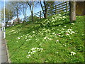 Bank of primroses at Charing station