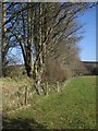 Field boundary near Laployd Barton