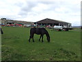 Grazing, High Barns Farm