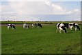 ST2243 : West Somerset : Grassy Field & Cattle by Lewis Clarke