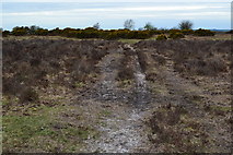 SU1710 : Paths amid the gorse, Ibsley Common by David Martin
