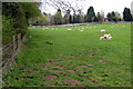 Sheep by the path to Duck End