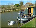 Swan on canal at Honeystreet