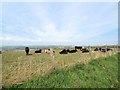 TQ3407 : Cows on Falmer Hill by Paul Gillett