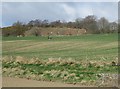 Setting of the Dogton Stone