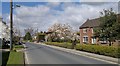 Magnolias at Box Tree Farm, Main Street, Asselby