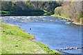 Anglers on the Tweed, Kelso