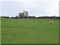 Cattle grazing near Upper Bottom farm