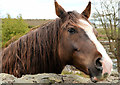J5252 : Horse, Killyleagh by Albert Bridge