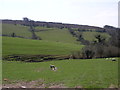 Sheep graze near Bickington Cross