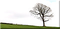 J5253 : Drumlin tree, Killyleagh by Albert Bridge