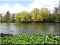 The River Thames near Richmond