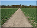 Track through the crops