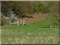 Surrey Wildlife Trust meadow