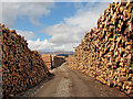 NN5453 : Timber stacks by William Starkey